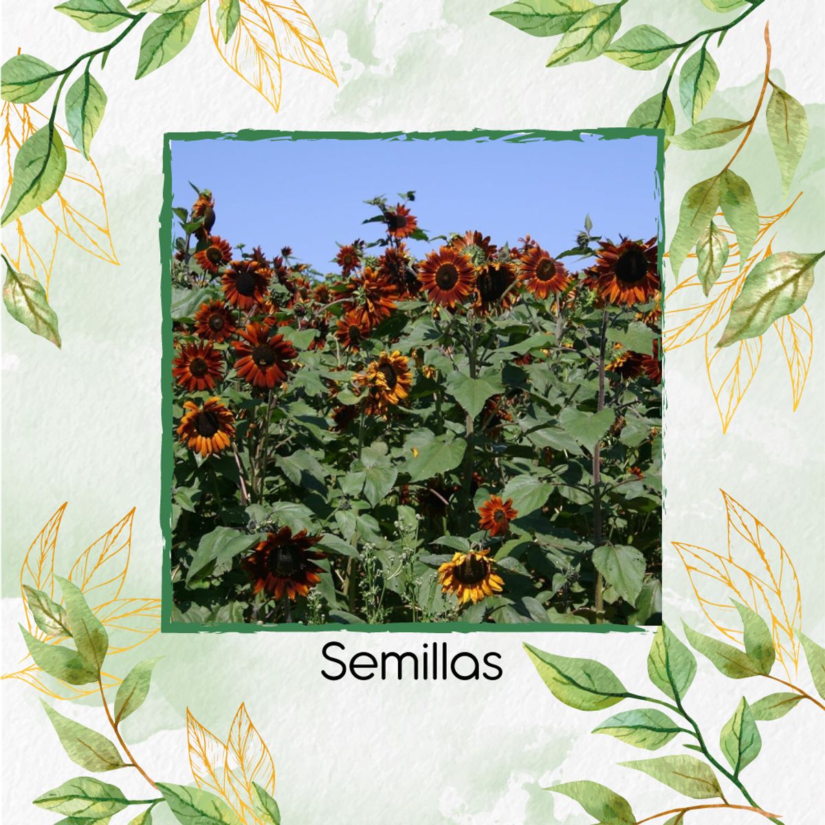 GENERICO - 80 Semillas Orgánicas De Flor Girasol Velvet Queen