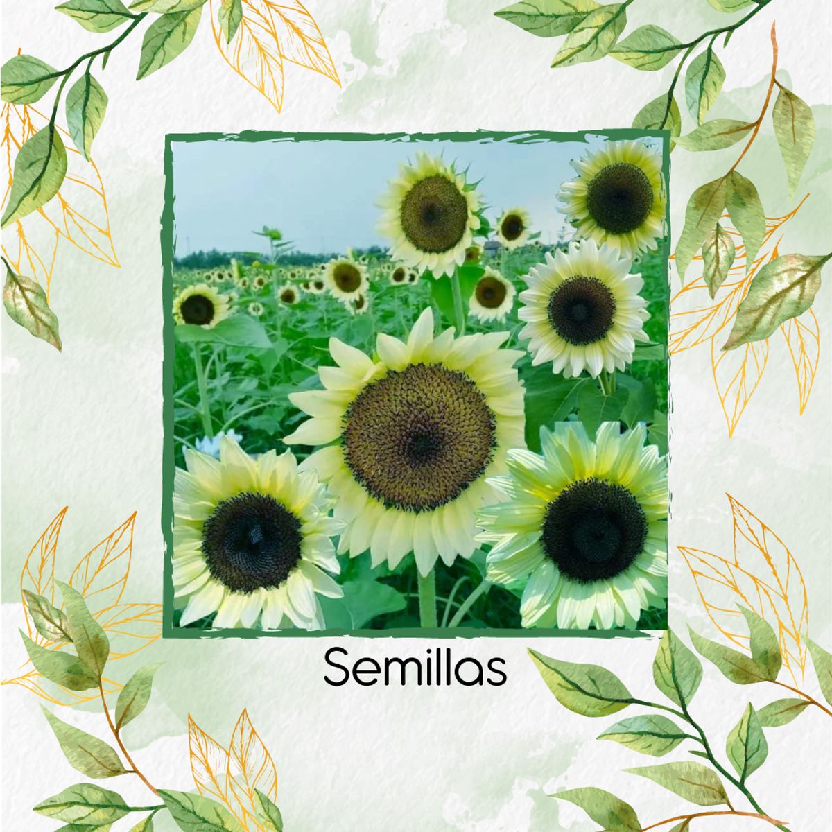 GENERICO - 40 Semillas Orgánicas De Flor Girasol Blanco