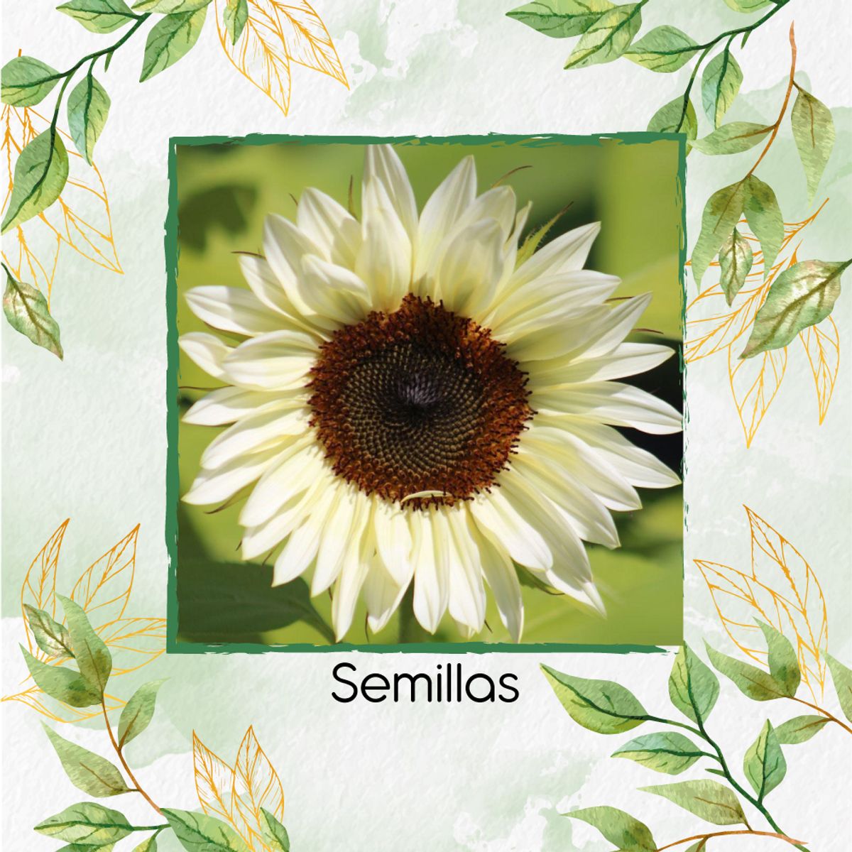 GENERICO - 40 Semillas Orgánicas De Flor Girasol Blanco