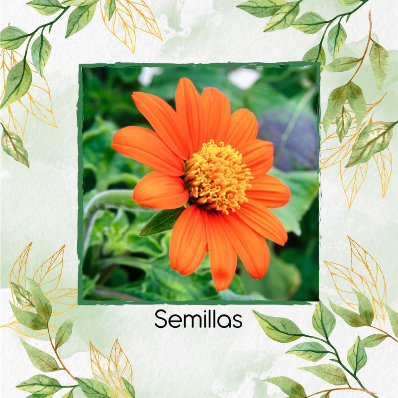 GENERICO - 40 Semillas Orgánicas De Flor Girasol Mexicano
