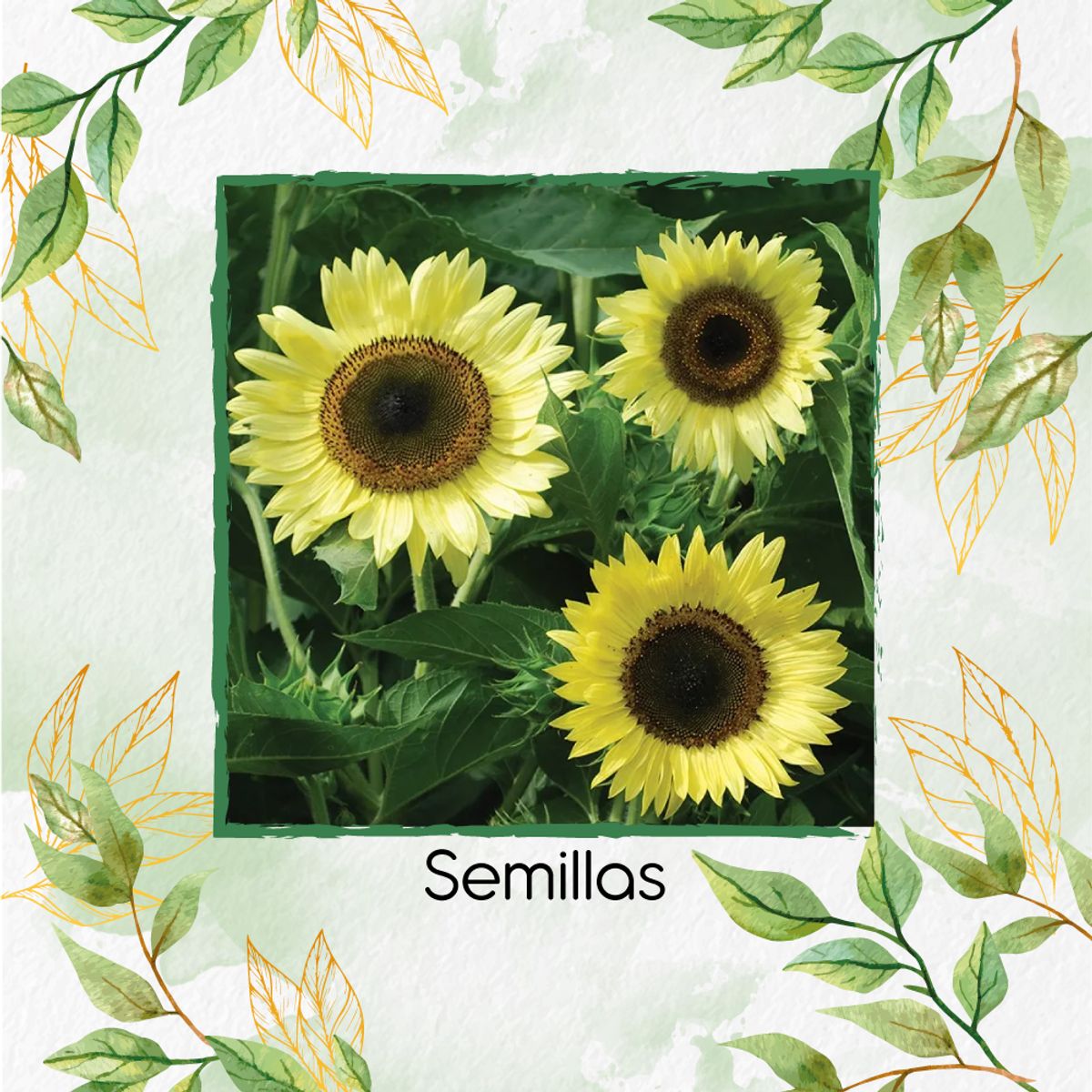 GENERICO - 200 Semillas Orgánicas De Girasol Reina Del Limón