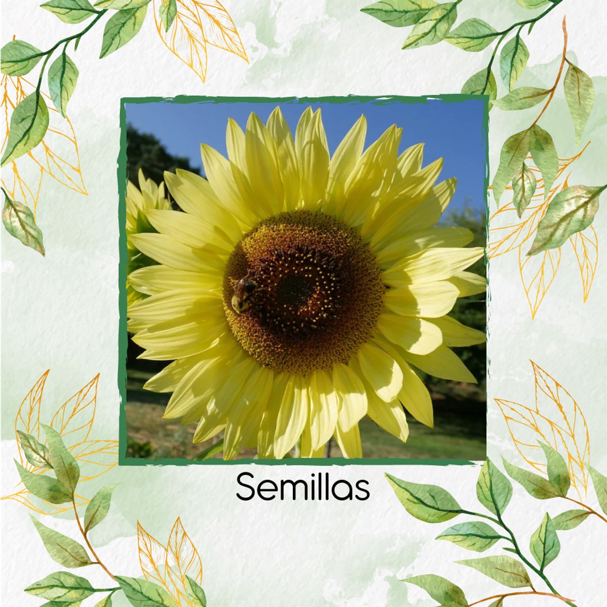 GENERICO - 200 Semillas Orgánicas De Girasol Reina Del Limón
