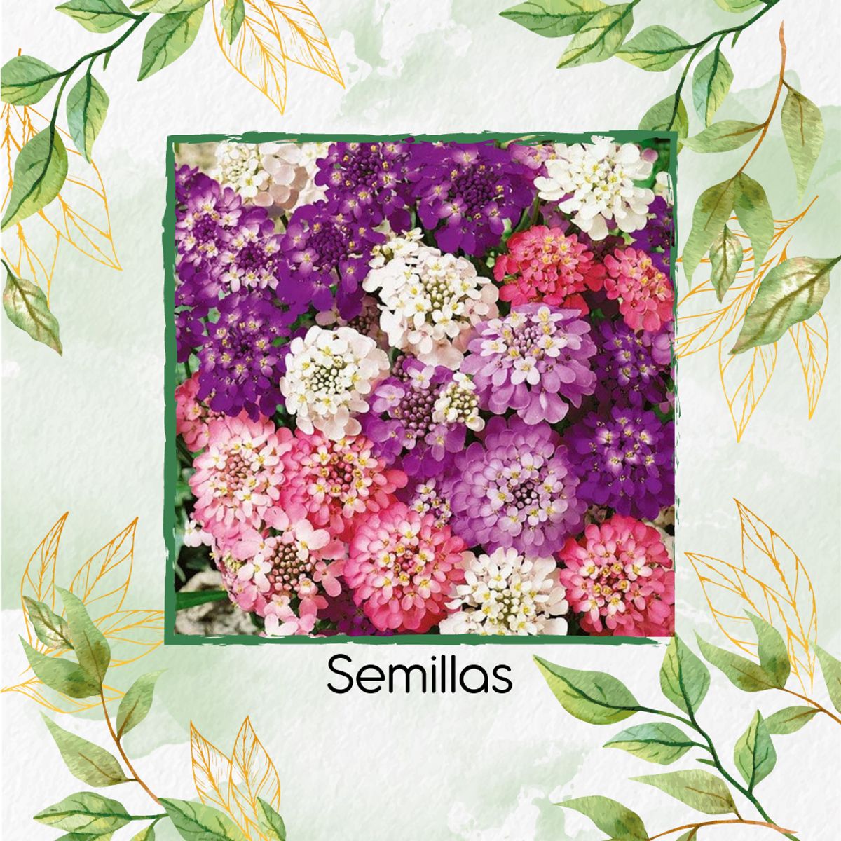 GENERICO - 30 Semillas Orgánicas De Flor Iberis Hadas Enanas