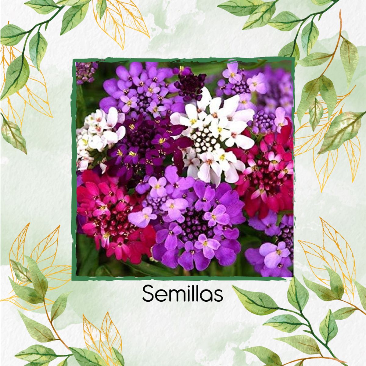 GENERICO - 30 Semillas Orgánicas De Flor Iberis Hadas Enanas