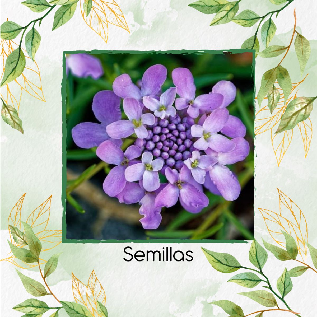 GENERICO - 15 Semillas Orgánicas De Flor Iberis Canastilla De Colores