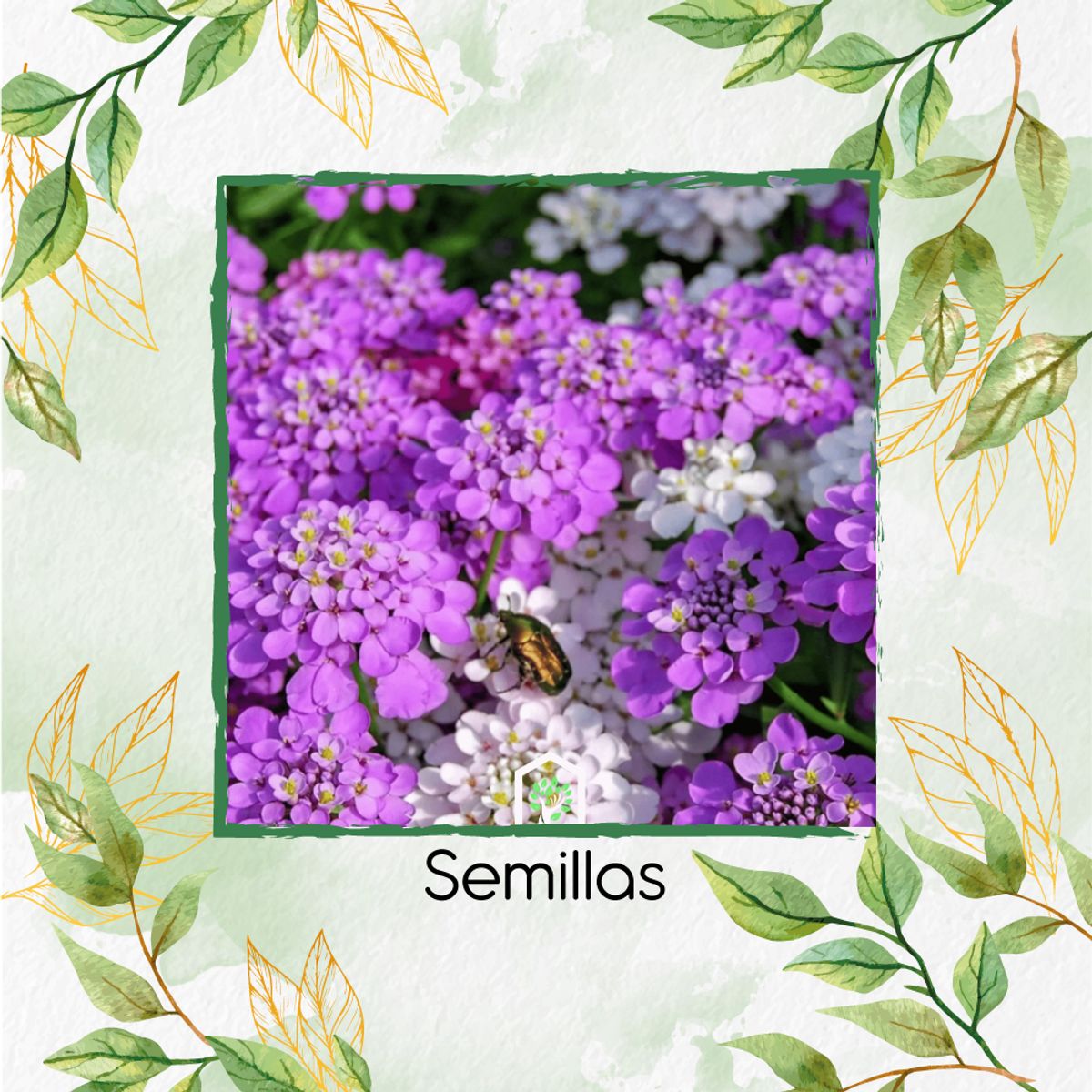 GENERICO - 30 Semillas Orgánicas De Flor Iberis Canastilla De Colores