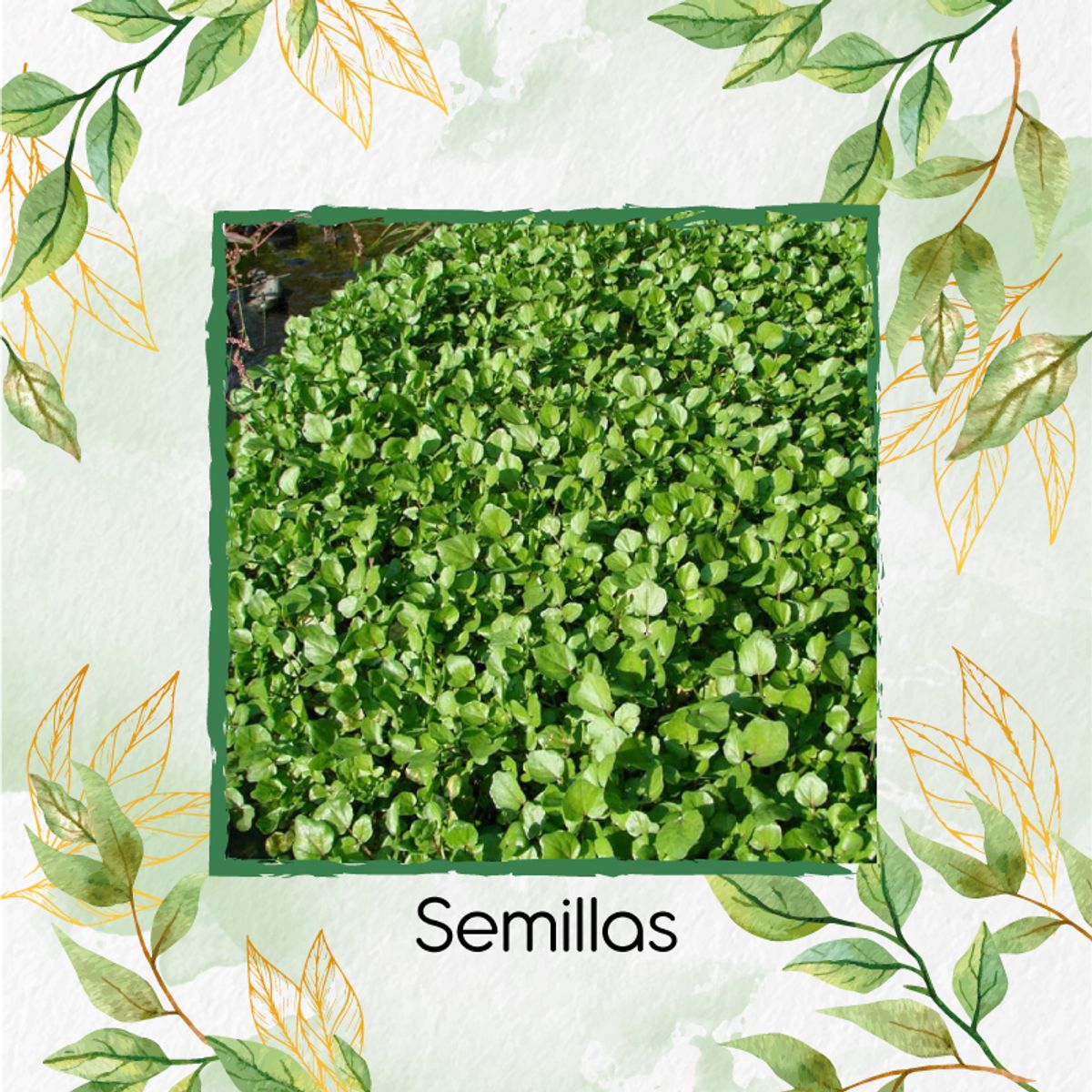 GENERICO - 50 Semillas Orgánicas De Berro De Agua