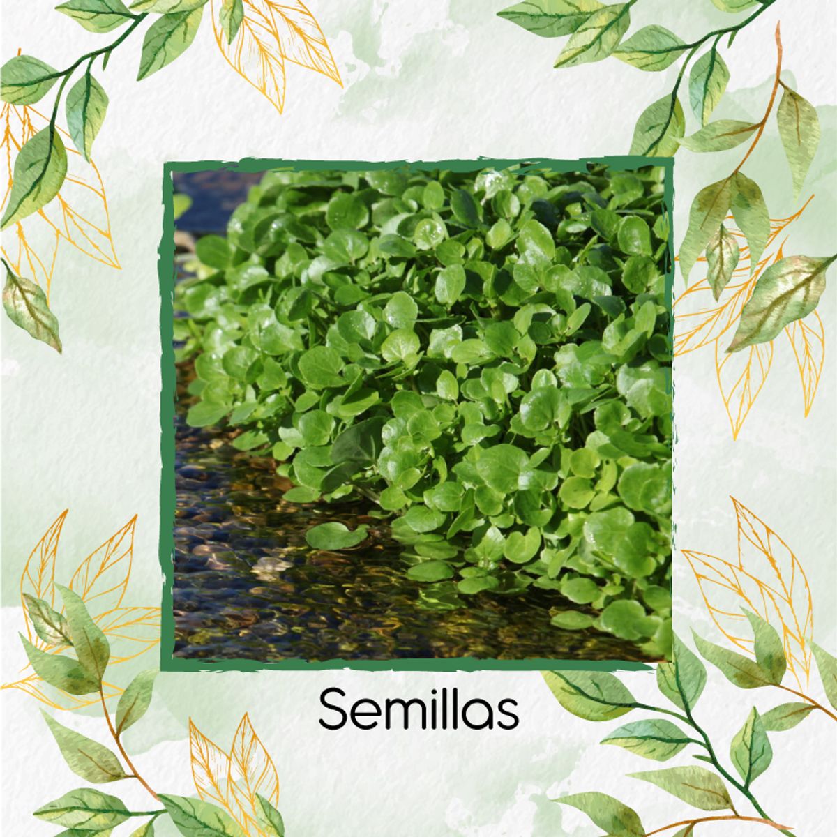 GENERICO - 35 Semillas Orgánicas De Pimentón Lila