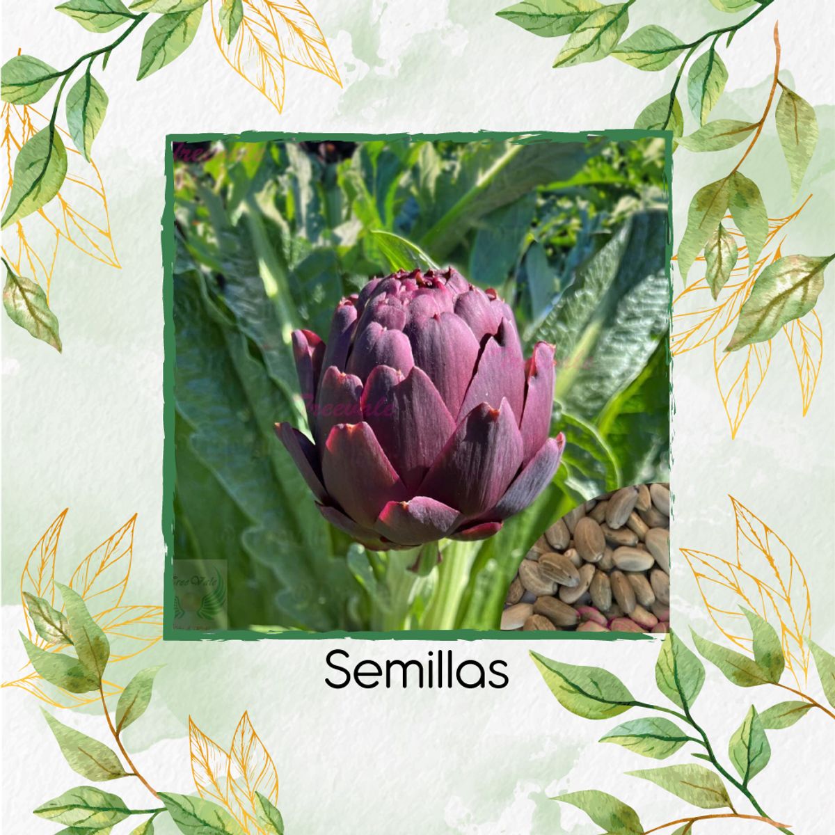 GENERICO - 40 Semillas De Alcachofa Romaña Morada