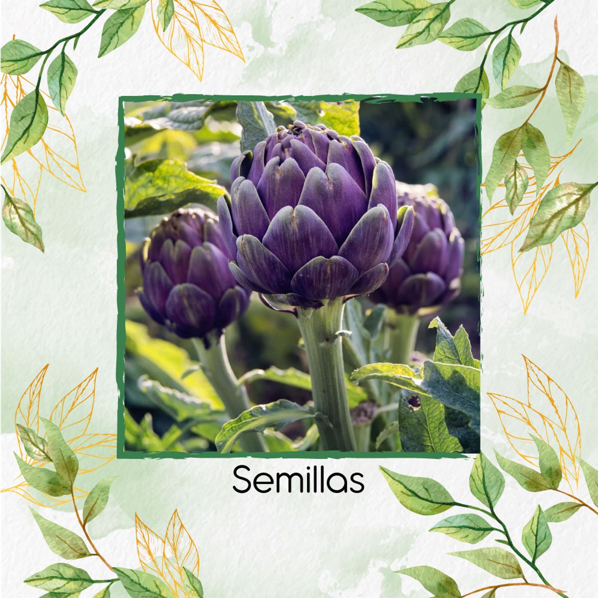 GENERICO - 200 Semillas De Alcachofa Romaña Morada