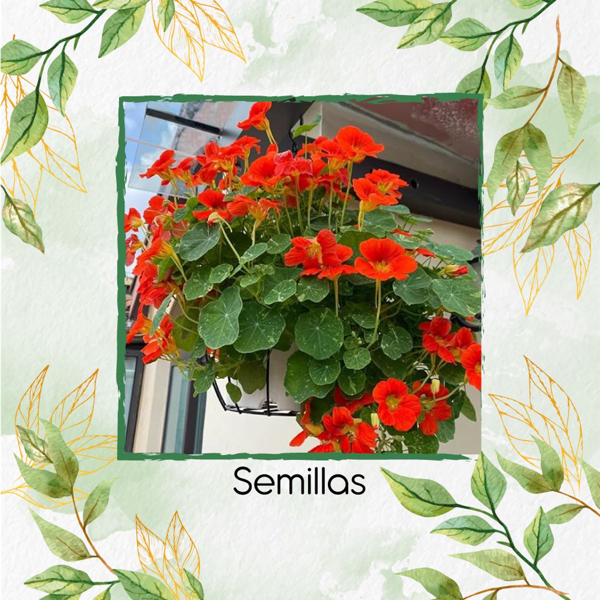 GENERICO - 5 Semillas Orgánicas De Flor Capuchina De Alaska