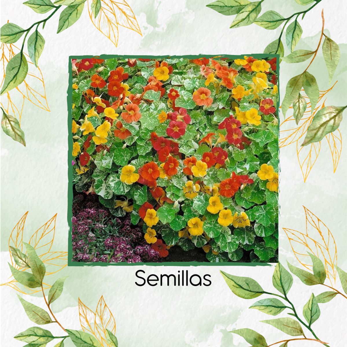 GENERICO - 200 Semillas Orgánicas De Flor Capuchina De Alaska