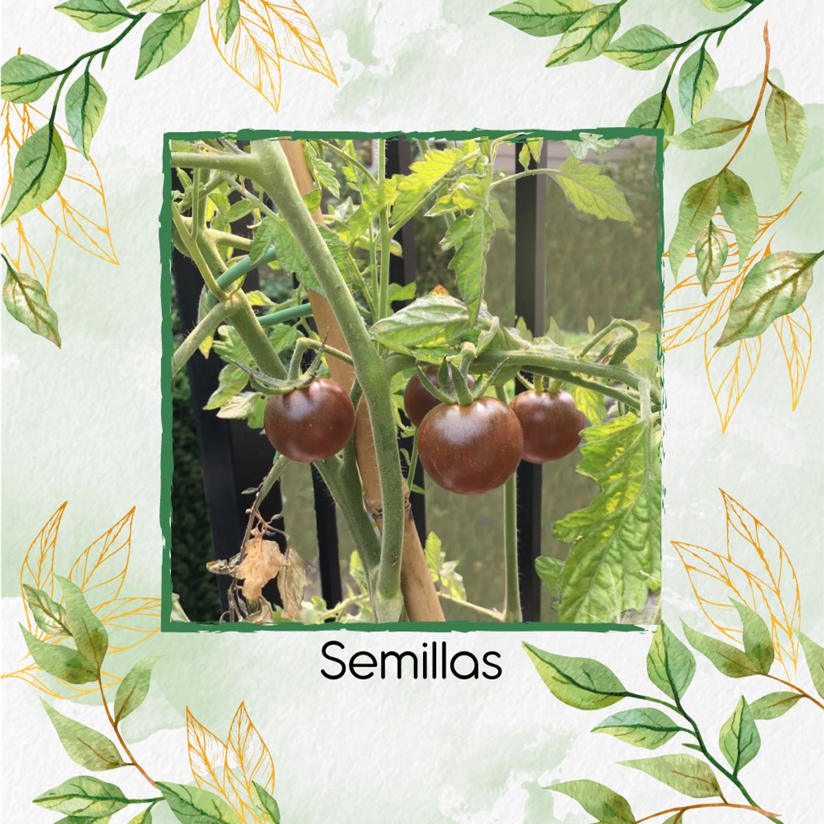 GENERICO - 18 Semillas Orgánicas De Tomate Cherry Chocolate