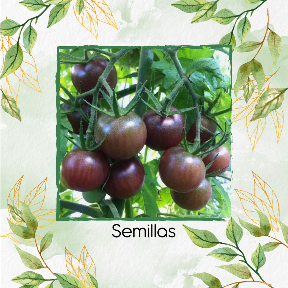 GENERICO - 18 Semillas Orgánicas De Tomate Cherry Chocolate