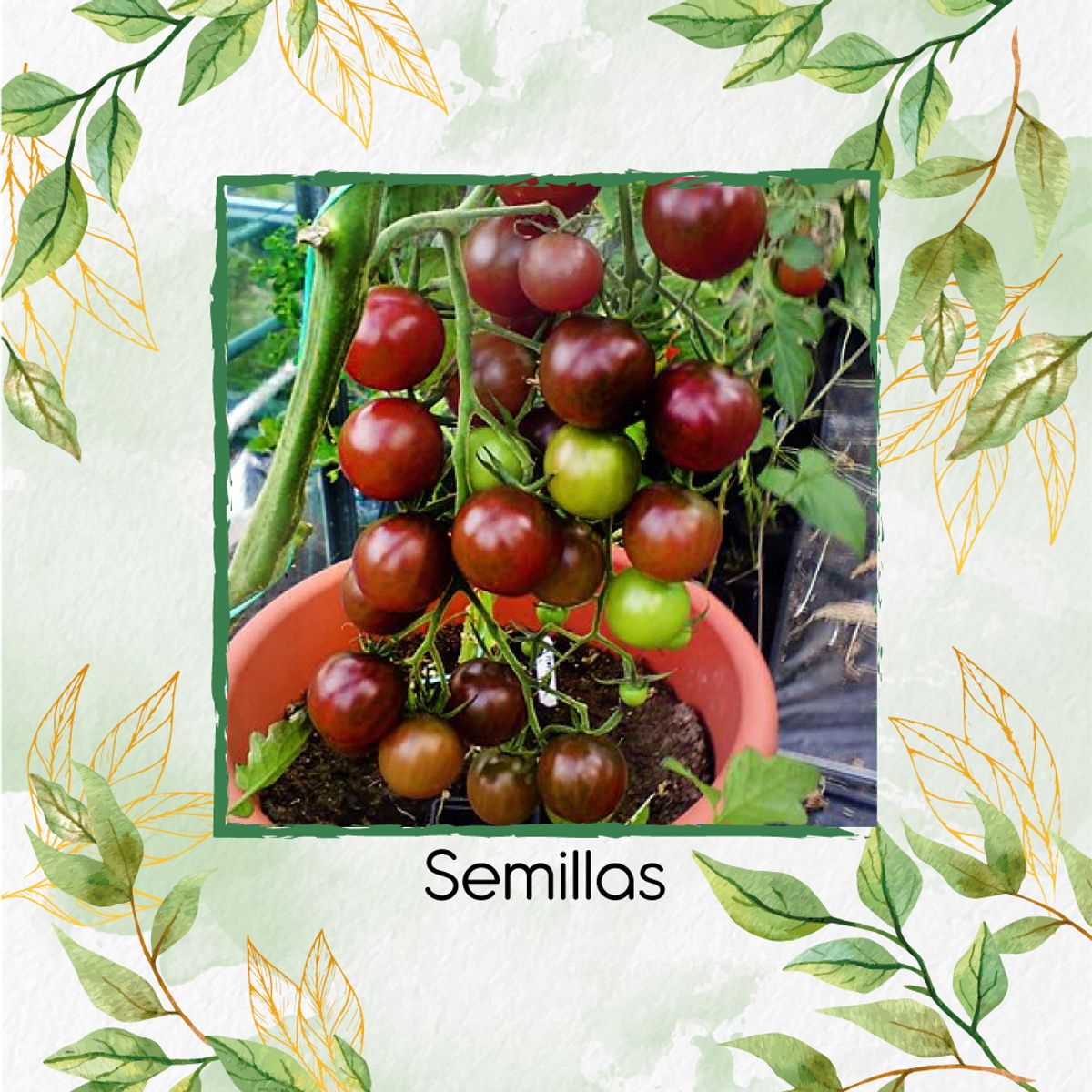 GENERICO - 650 Semillas Orgánicas De Tomate Cherry Chocolate