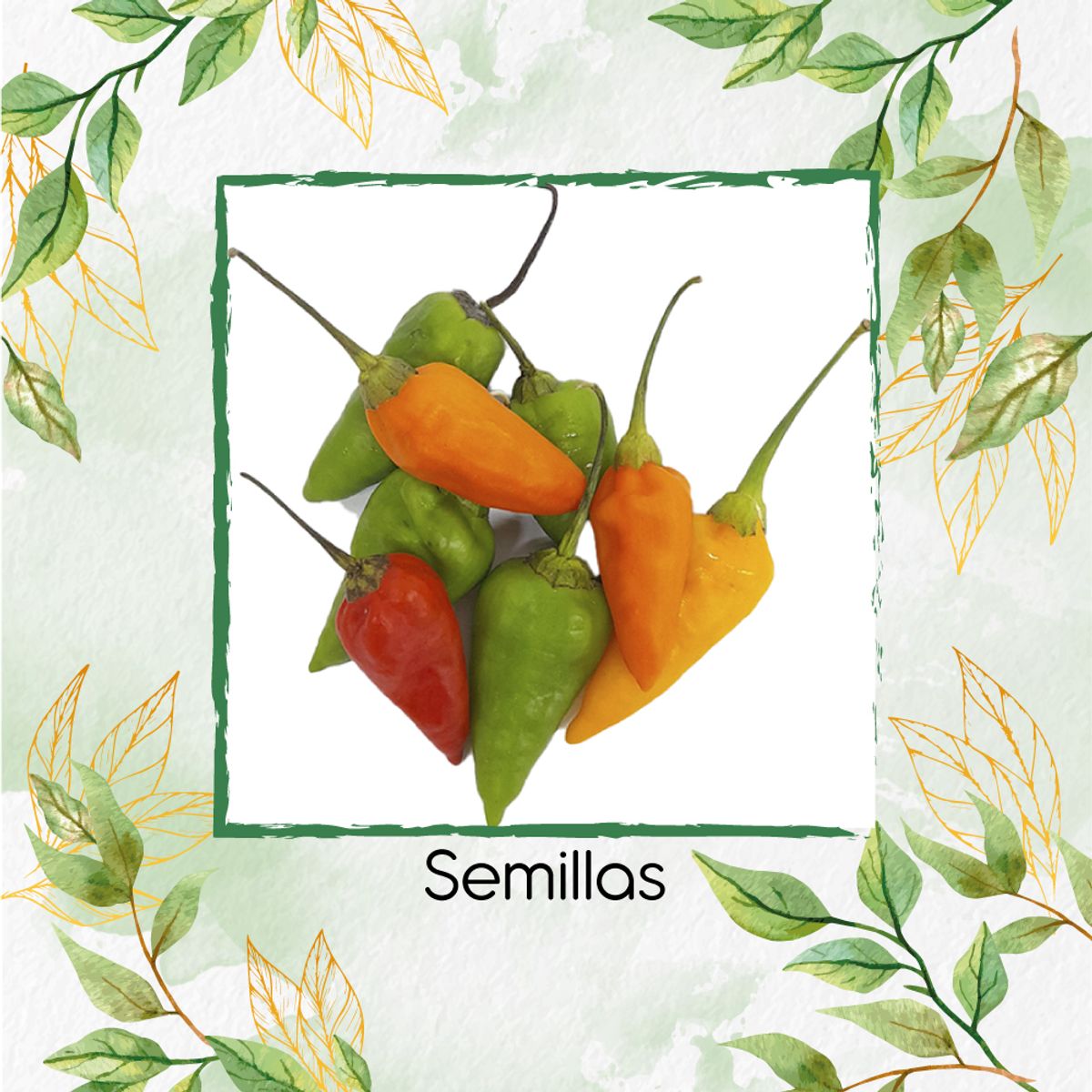 GENERICO - 60 Semillas Orgánicas De Ají Topito