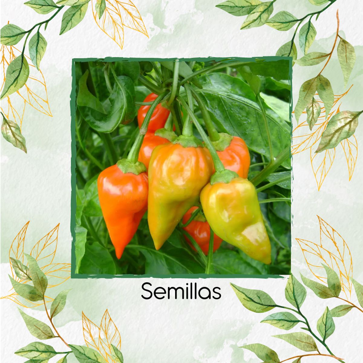GENERICO - 1.200 Semillas Orgánicas De Ají Topito