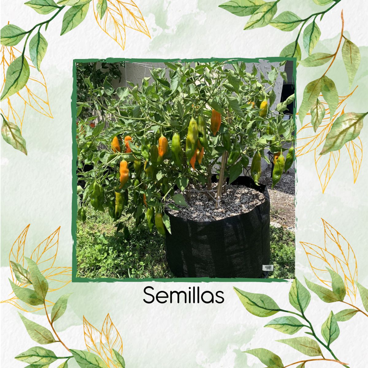 GENERICO - 400 Semillas Orgánicas De Ají Peruano