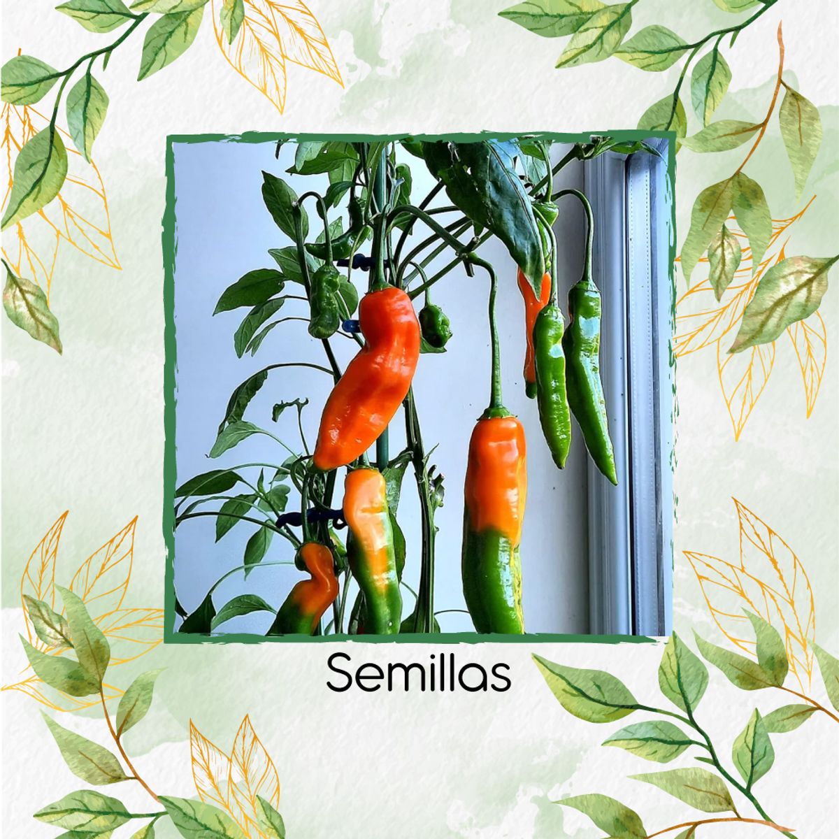 GENERICO - 400 Semillas Orgánicas De Ají Peruano