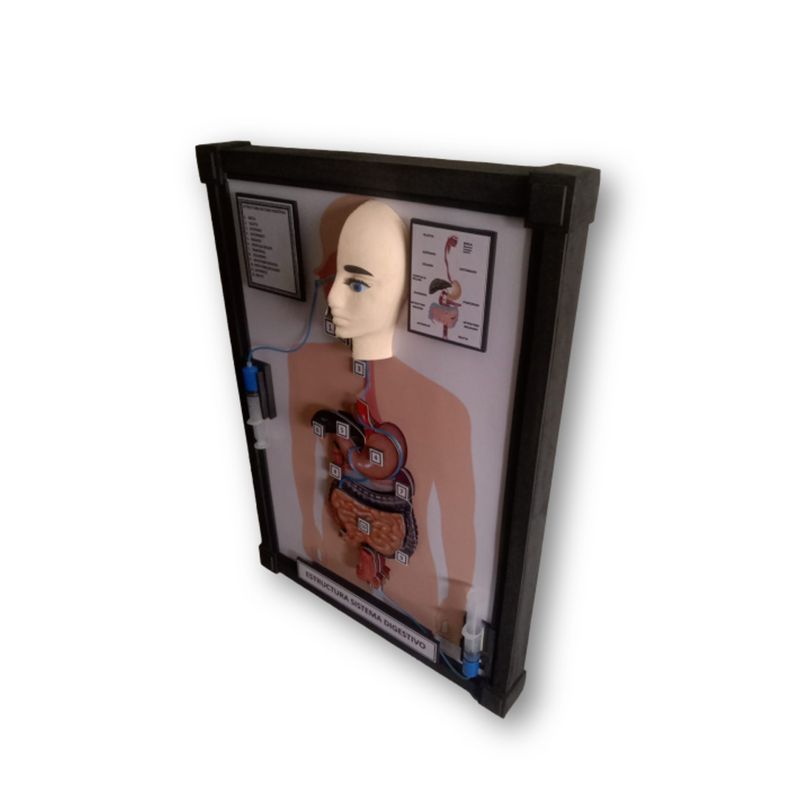 GENERICO - maqueta aparato digestivo  para cotización