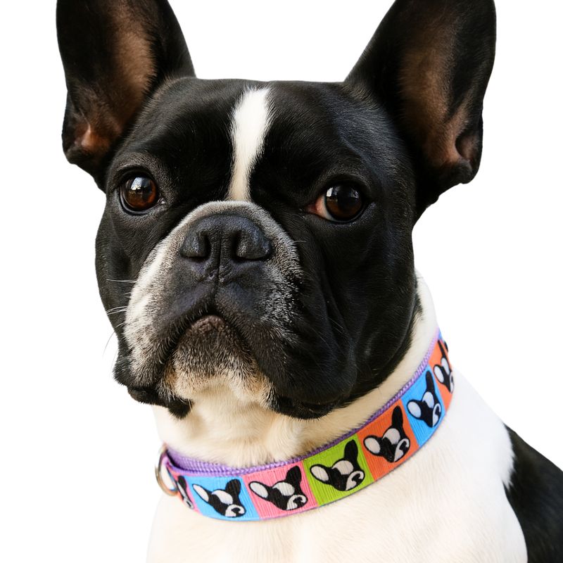GENERICO - Collar para Perro Estilo Carita Bulldog  Talla S Color Azul