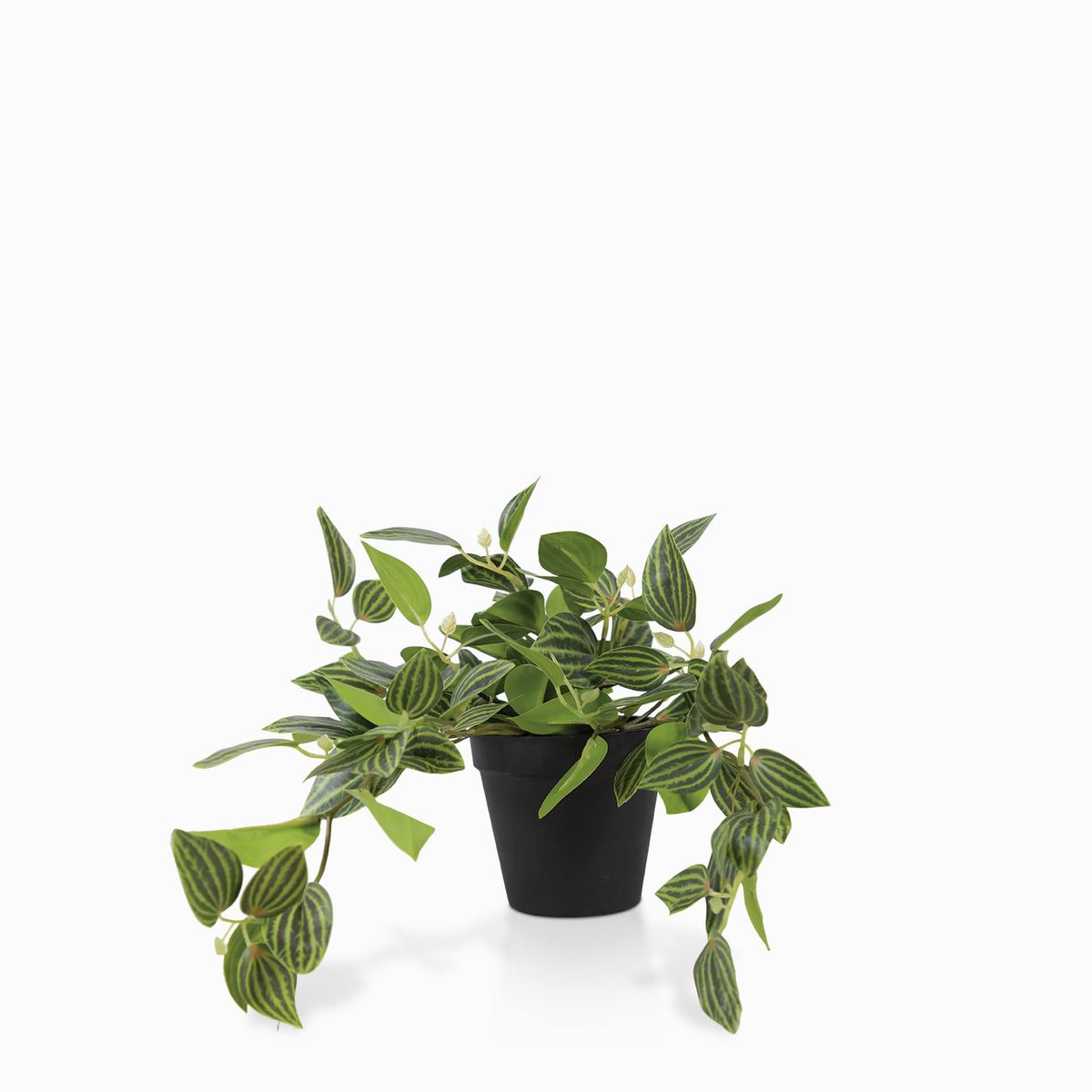 AMBIENTE LIVING - Planta Cantia Cebrina