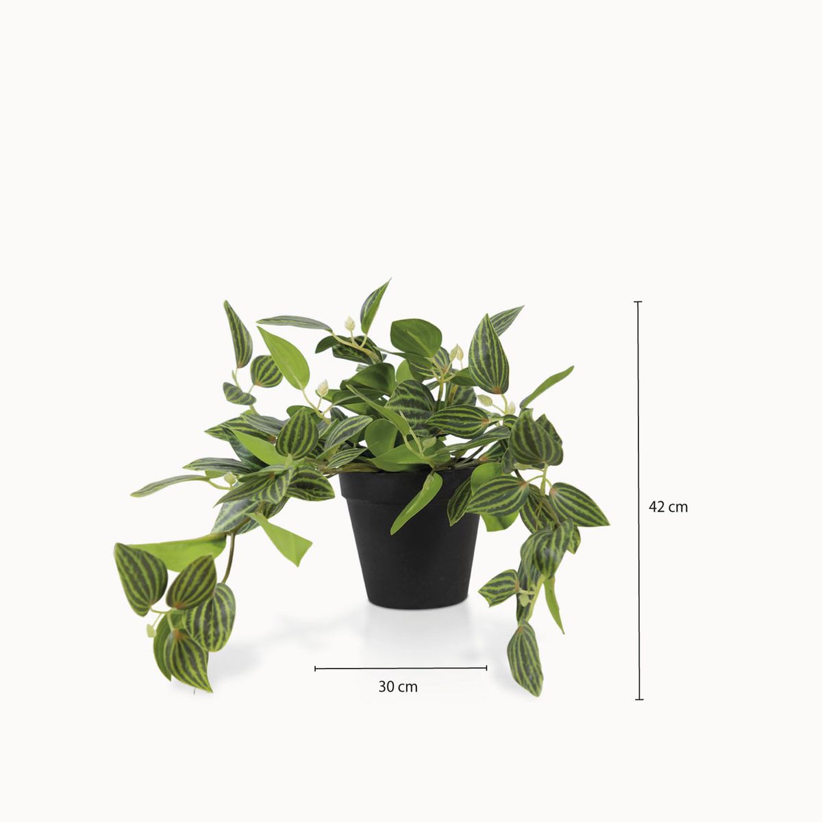 AMBIENTE LIVING - Planta Cantia Cebrina