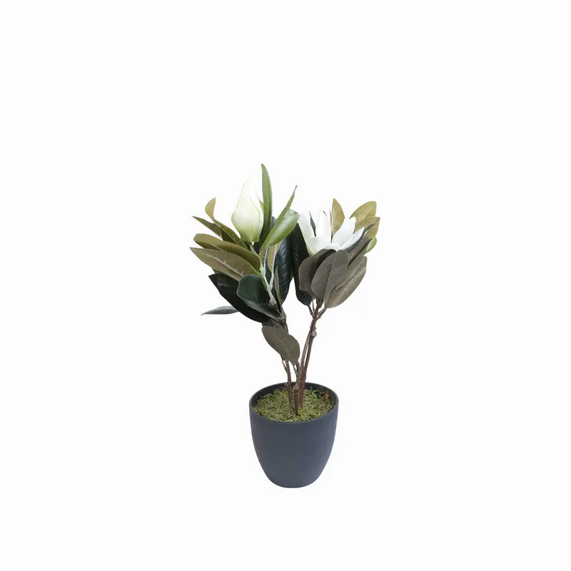 AMBIENTE LIVING - Lirio magnolia en maceta 45 cm