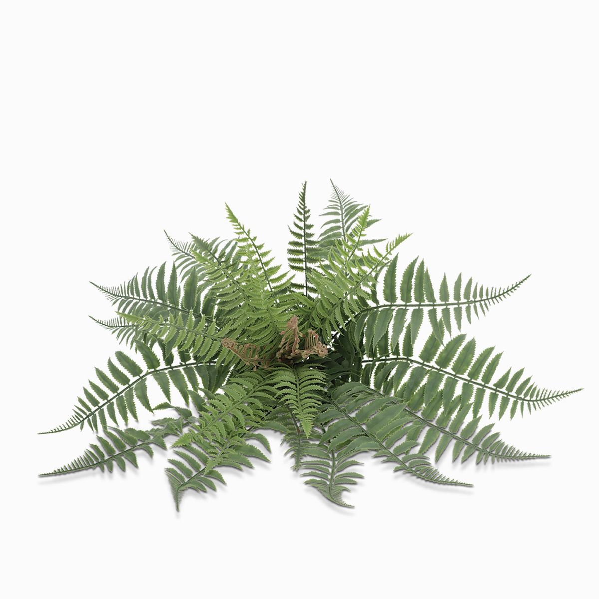 AMBIENTE LIVING - Helecho Florecido 47cm