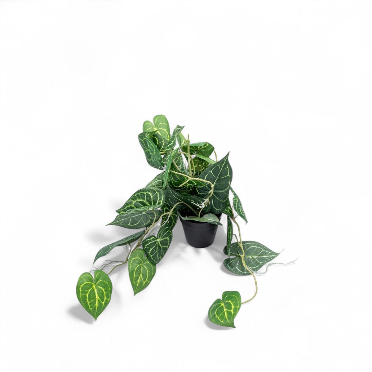 AMBIENTE LIVING - Singonio en matera 60cm