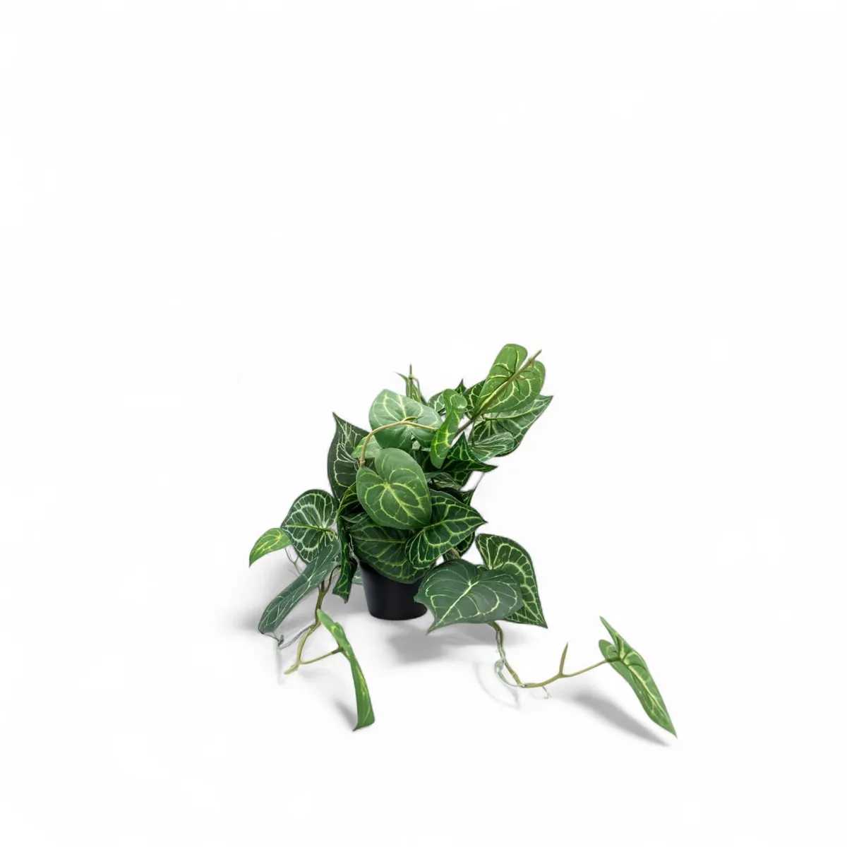 AMBIENTE LIVING - Singonio en matera 60cm