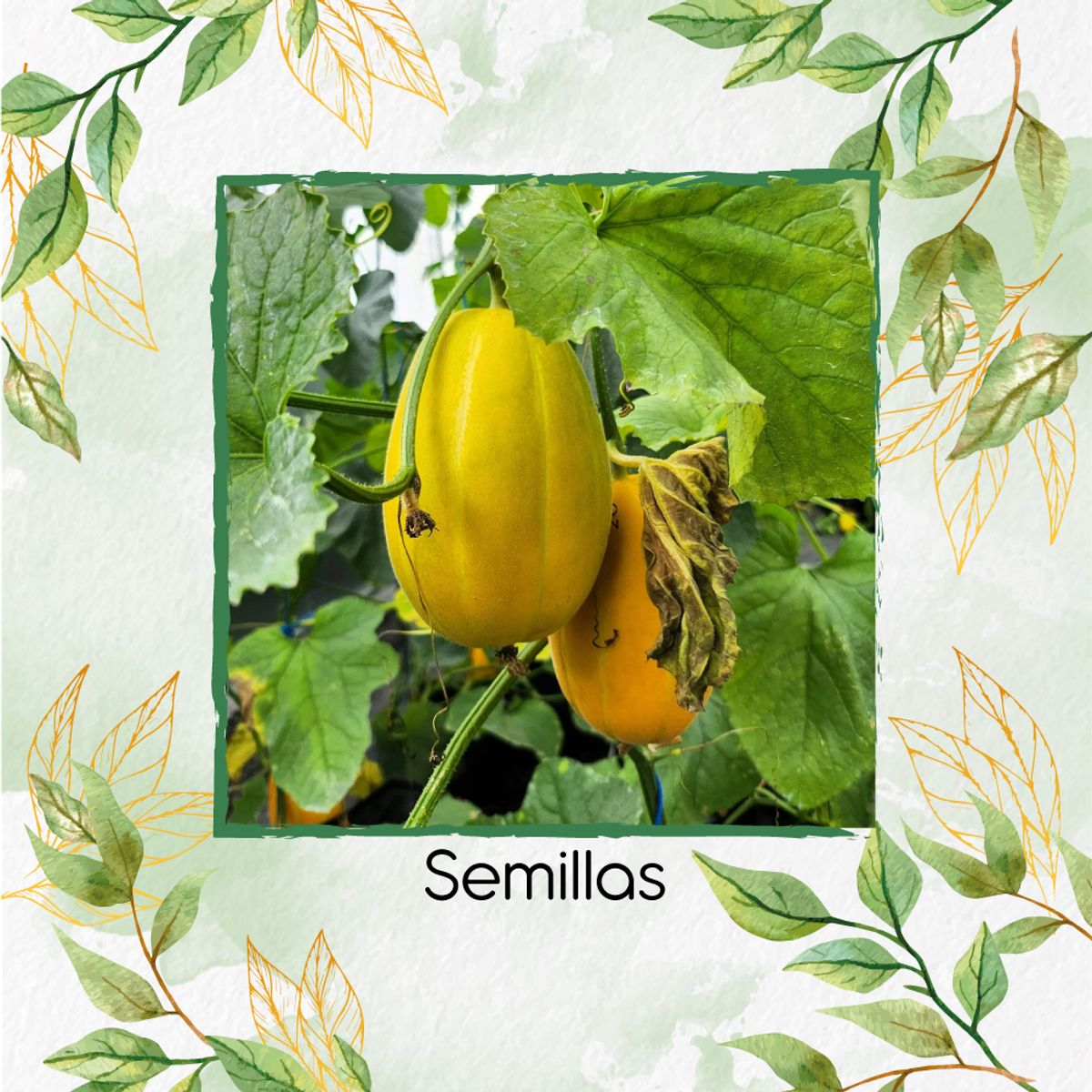 GENERICO - 40 Semillas Orgánicas De Melón Español Amarillo Canario