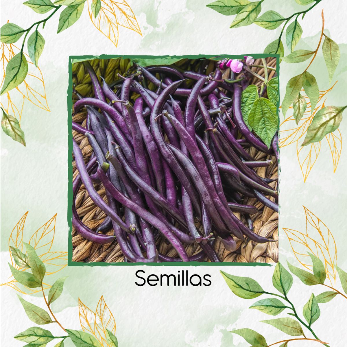 GENERICO - 10 Semillas Orgánicas De Frijol Arbustivo Borgoña Real