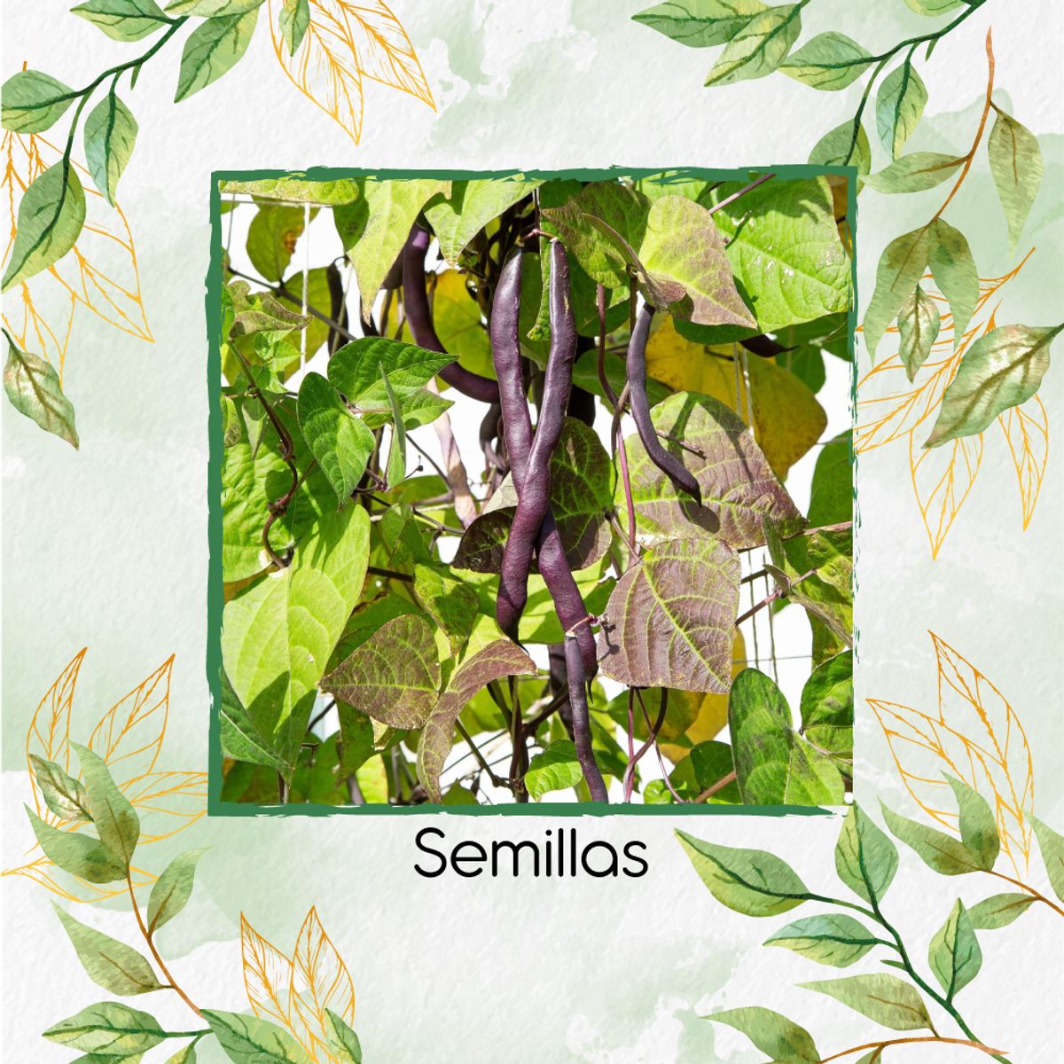 GENERICO - 10 Semillas Orgánicas De Frijol Arbustivo Borgoña Real