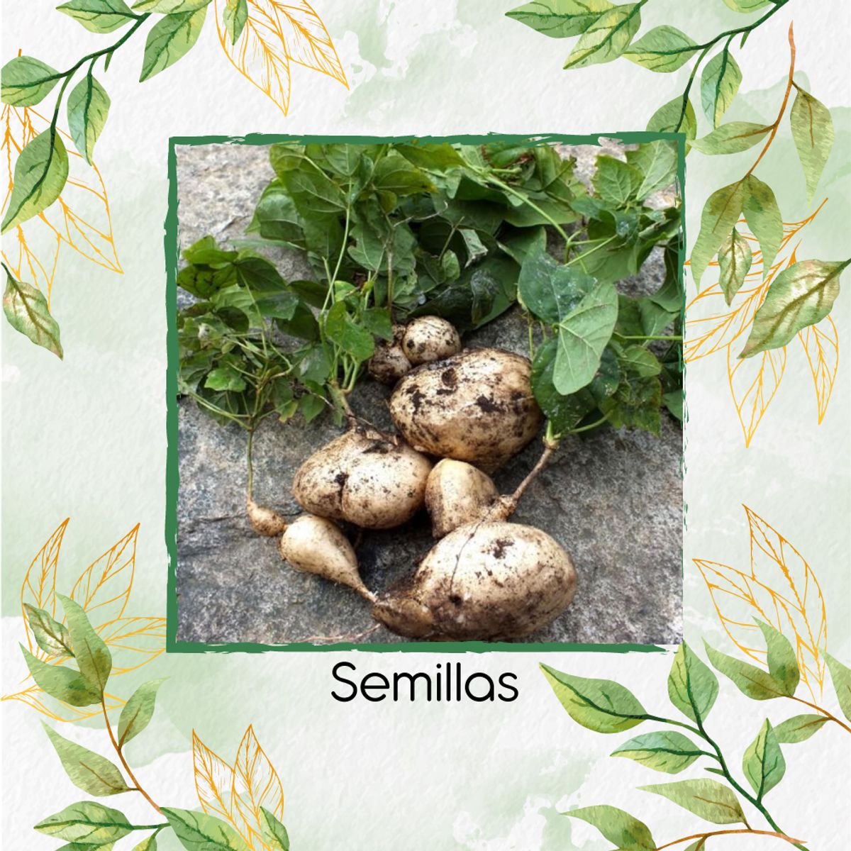 GENERICO - 5 Semillas Orgánicas De Jícama