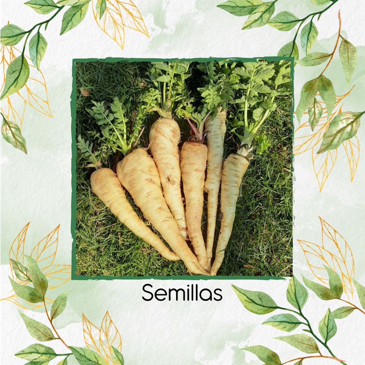 GENERICO - 100 Semillas Orgánicas De Arracacha All American