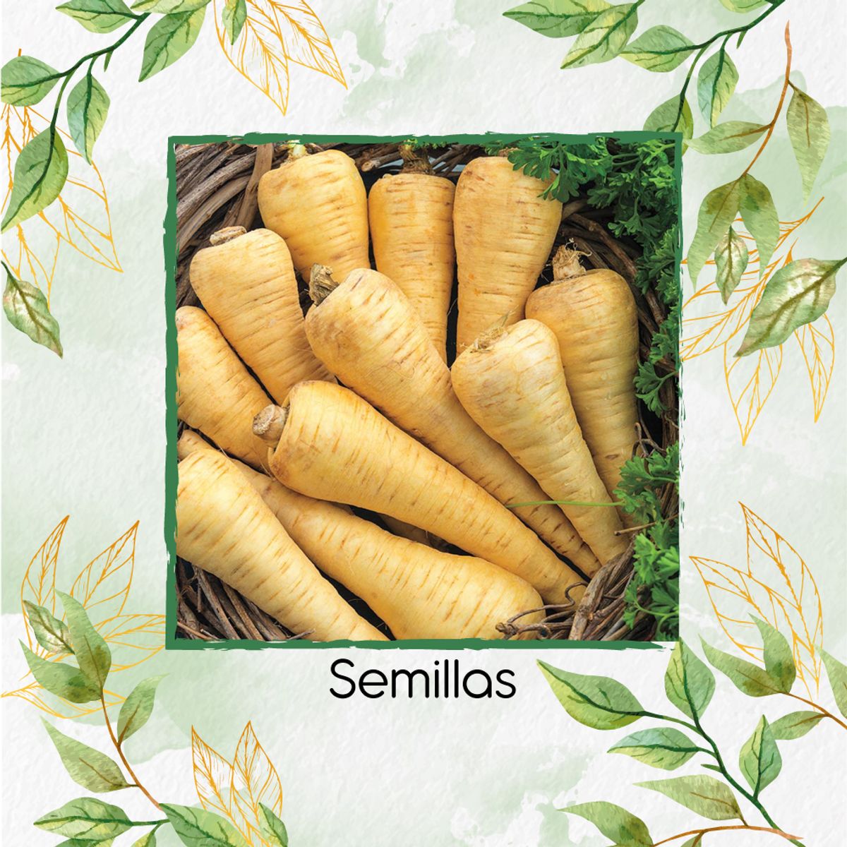 GENERICO - 100 Semillas Orgánicas De Arracacha All American