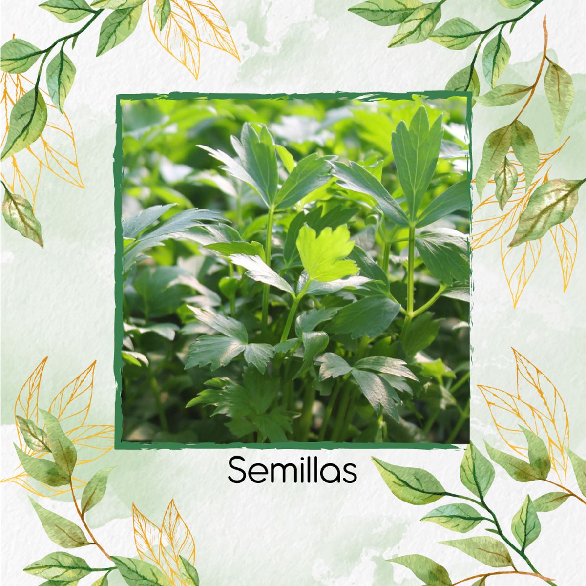 GENERICO - 400 Semillas Orgánicas De Apio de Monte