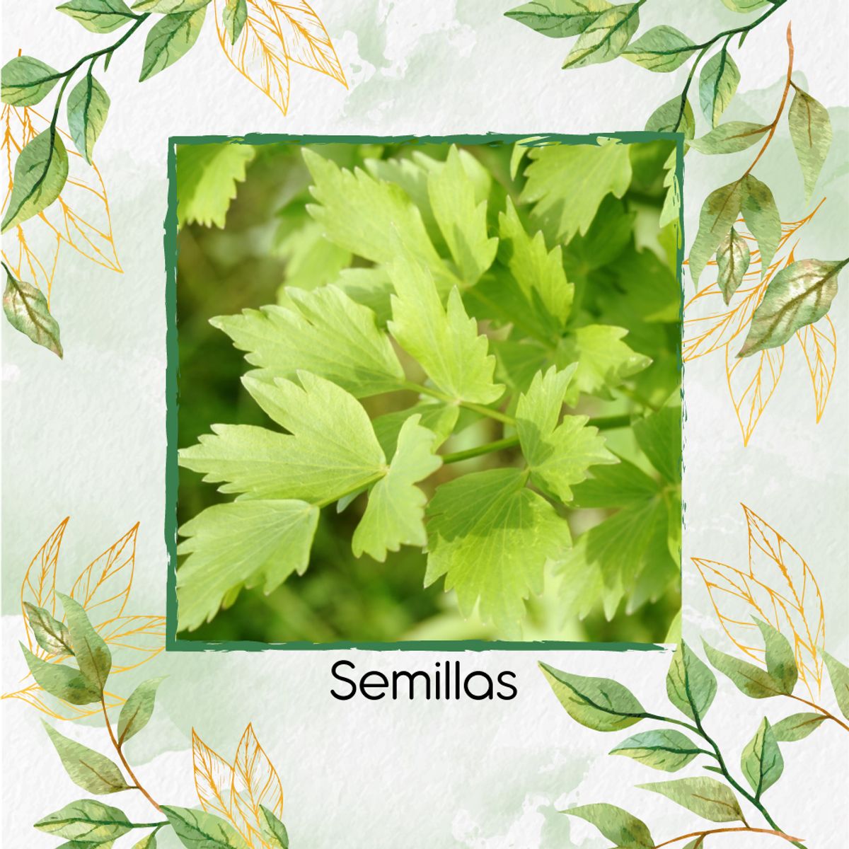 GENERICO - 400 Semillas Orgánicas De Apio de Monte