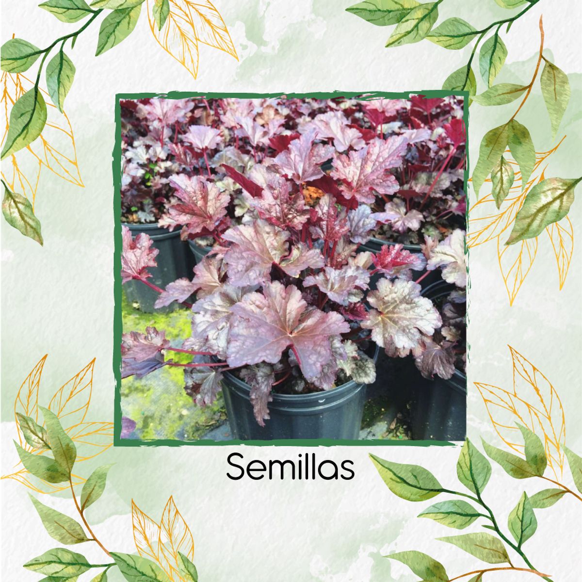 GENERICO - 480 Semillas Orgánicas De Heuchera Palace Purpura