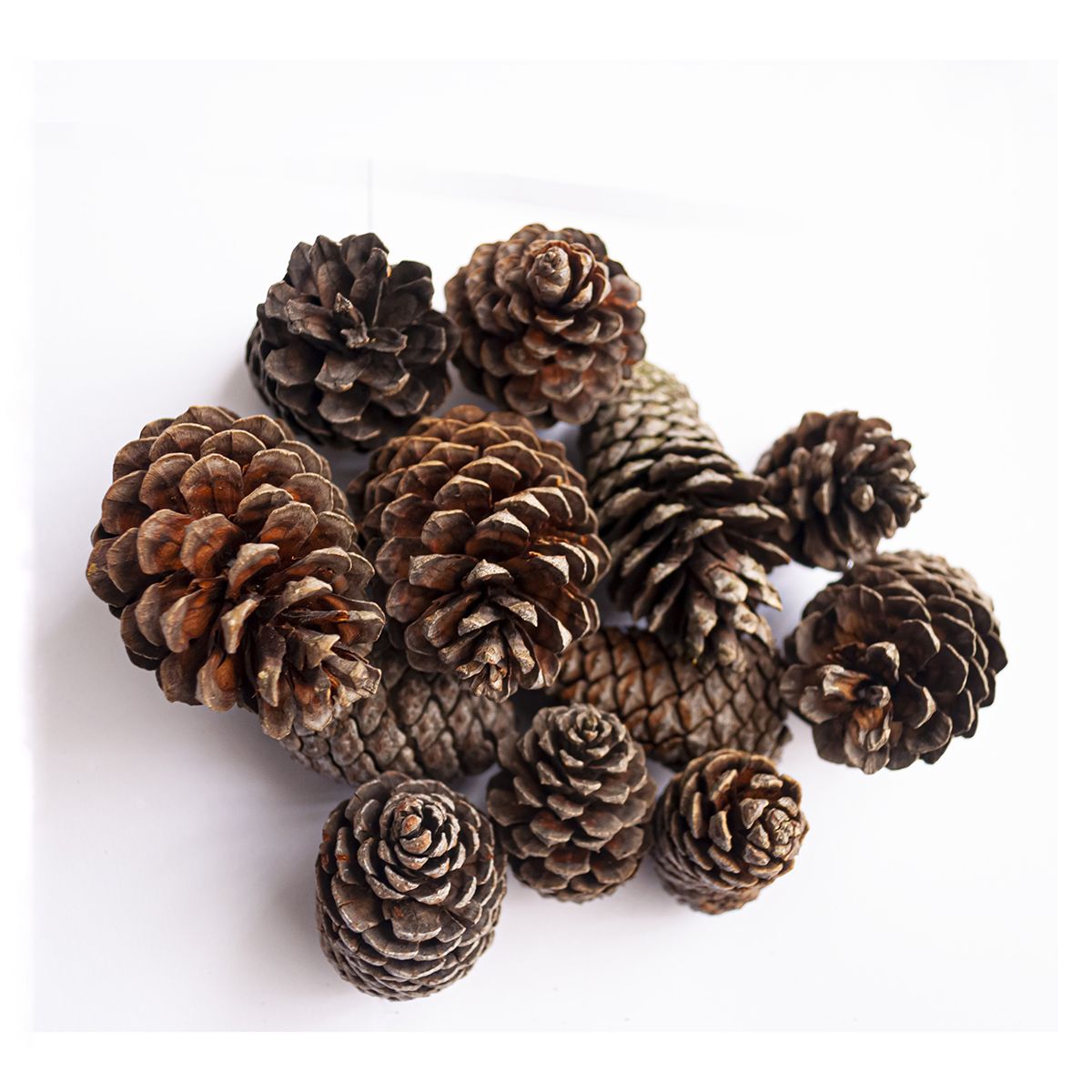 GENERICO - 12 Piñas De Pino Conos Naturales Para Decorar Colgantes Adornos Manualidades