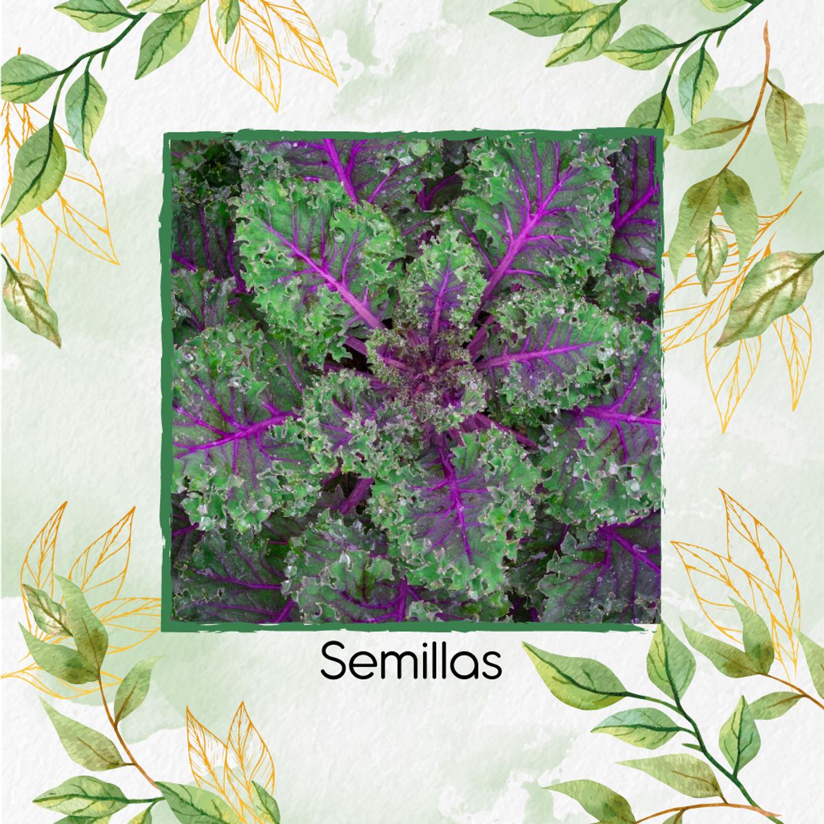 GENERICO - 50 Semillas Orgánicas De Col Rizada Rusa Roja