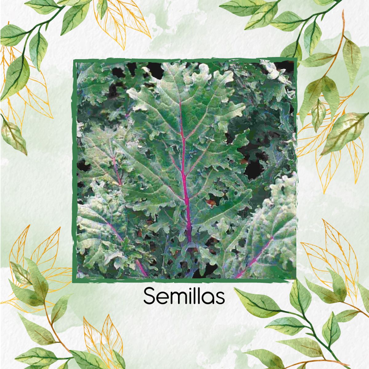 GENERICO - 50 Semillas Orgánicas De Col Rizada Rusa Roja