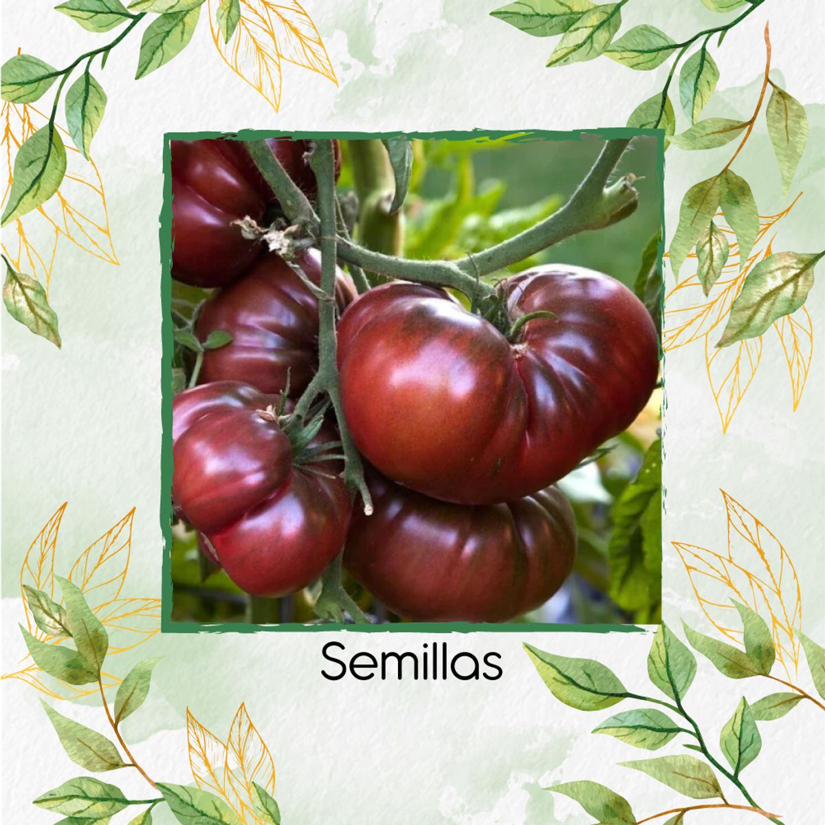 GENERICO - 65 Semillas Orgánicas De Tomate Brandywine Black