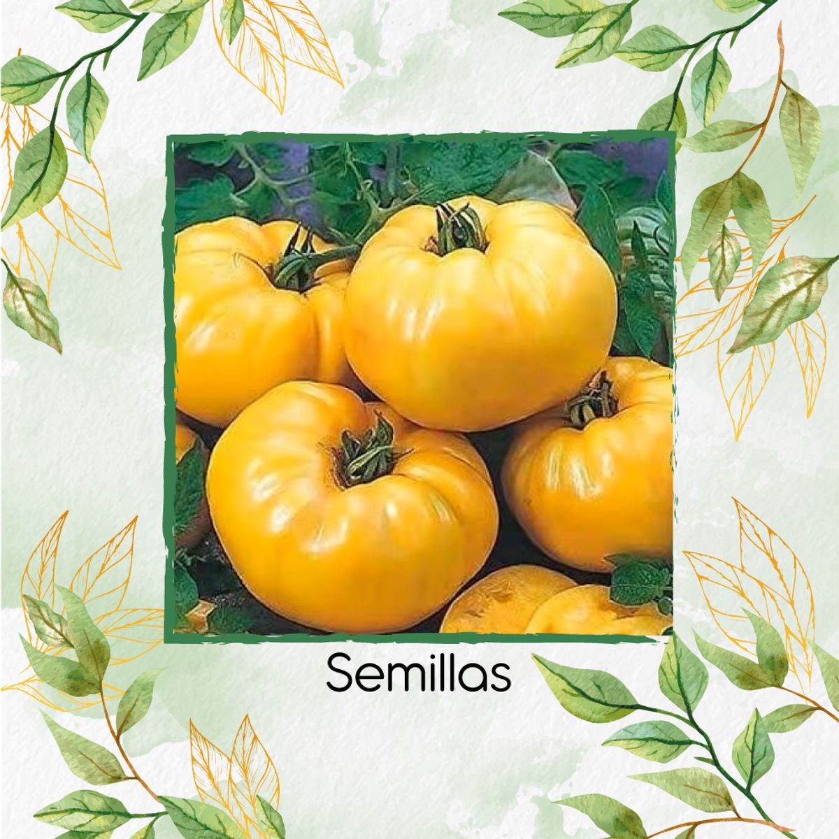 GENERICO - 65 Semillas Orgánicas De Tomate Gigante Belga Amarillo