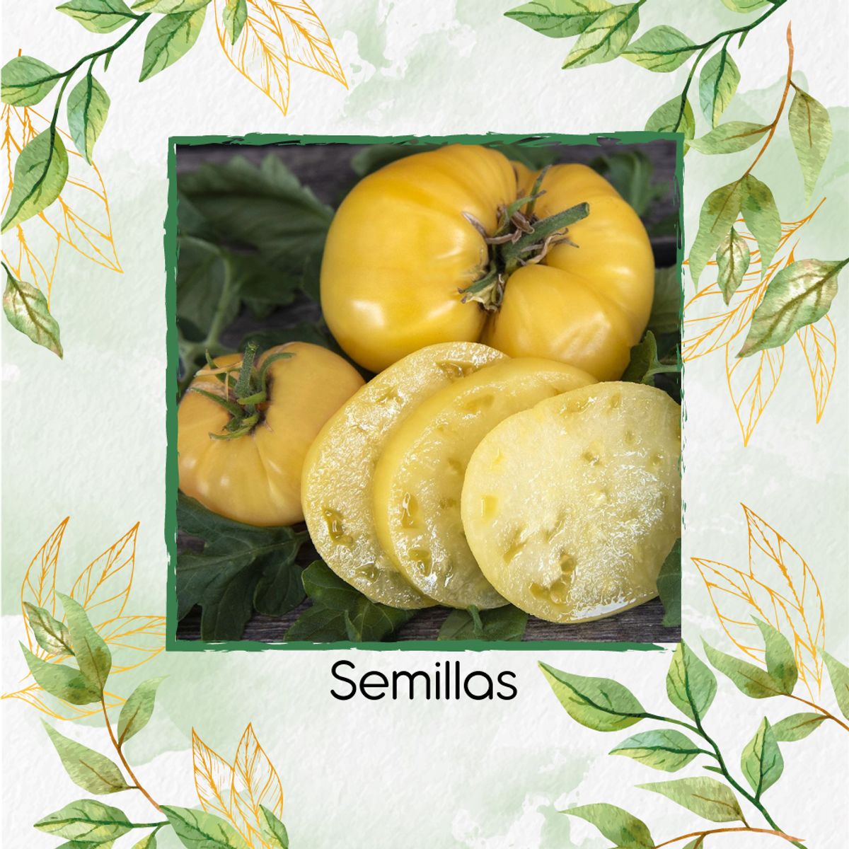 GENERICO - 65 Semillas Orgánicas De Tomate Gigante Belga Amarillo