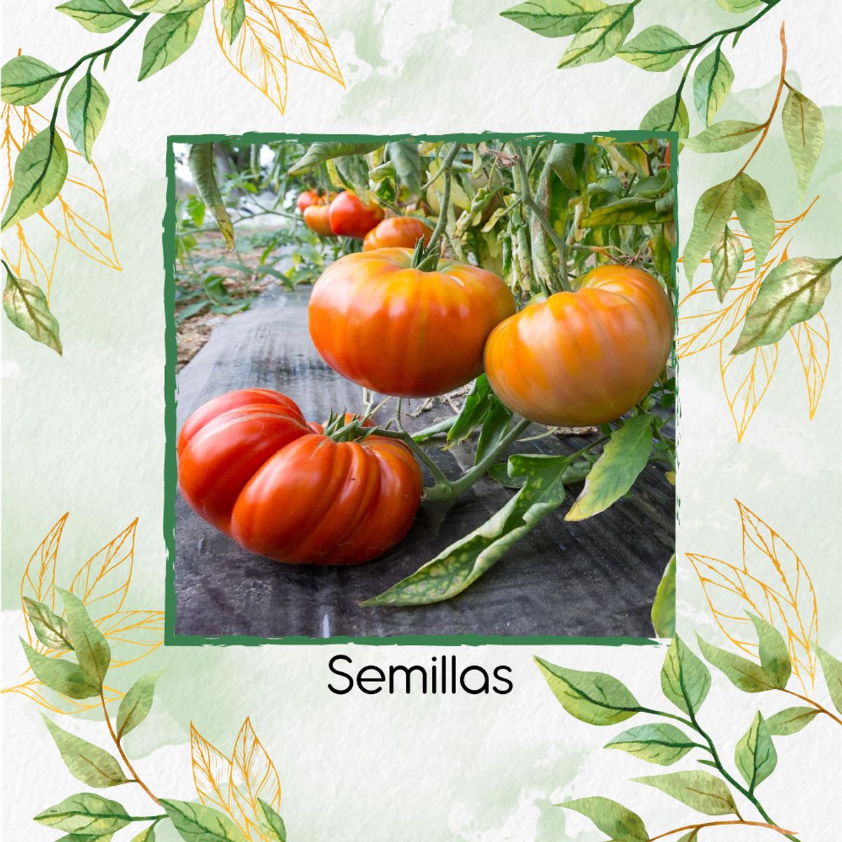 GENERICO - 33 Semillas Orgánicas De Tomate Joya Oaxaqueño