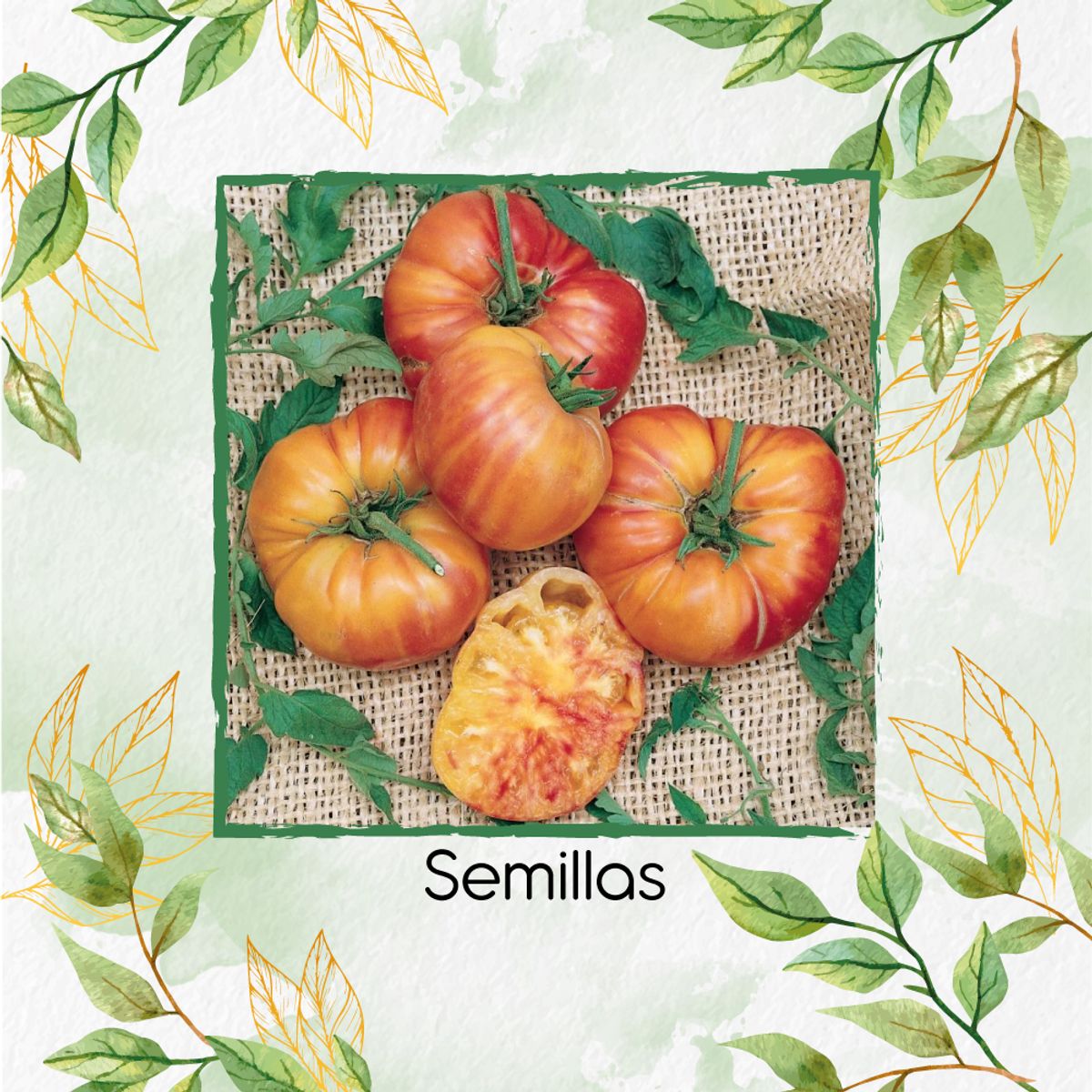 GENERICO - 33 Semillas Orgánicas De Tomate Joya Oaxaqueño