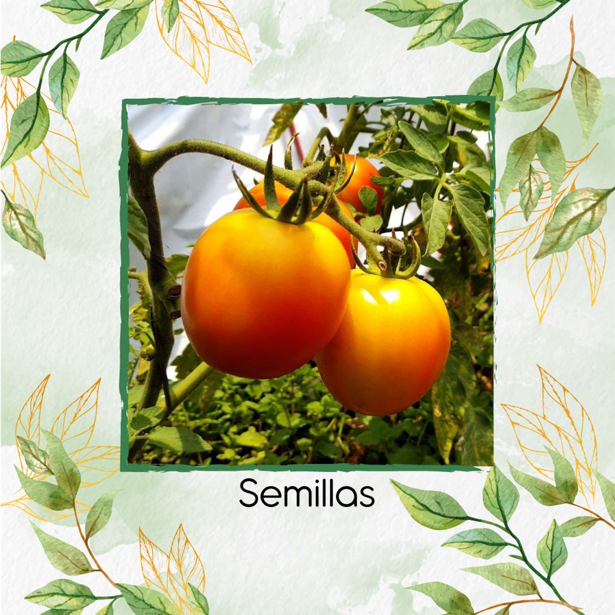 GENERICO - 18 Semillas De Tomate Jubilee Naranja Para Ensalada
