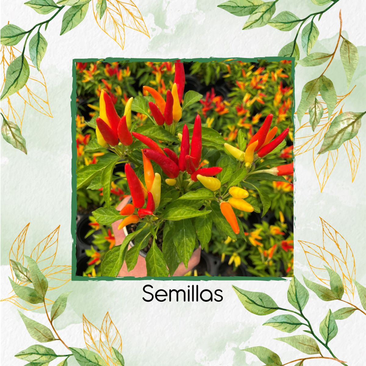 GENERICO - 400 Semillas Orgánicas De Ají Dulce Patio Fire And Ice